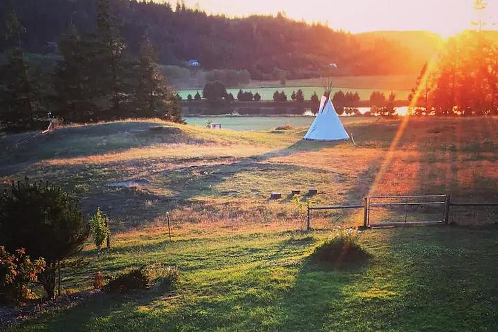 Oregon Tipi Vacation Featuring Friendly Alpacas is Amazing Fun & Worth the Drive From Tri-Cities [VIDEO]