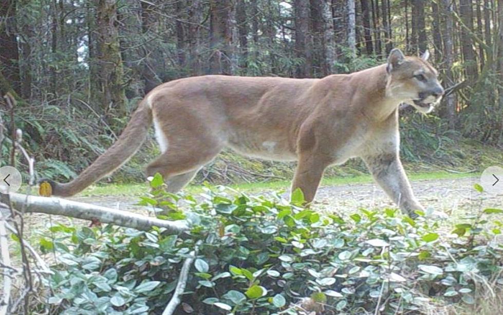 7 Tips To Know if You Cross a Cougar in Washington State