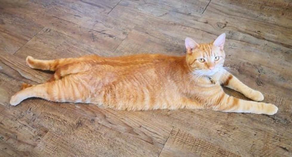 Adorable Cat Poses Like a Centerfold in Adoption Profile Picture