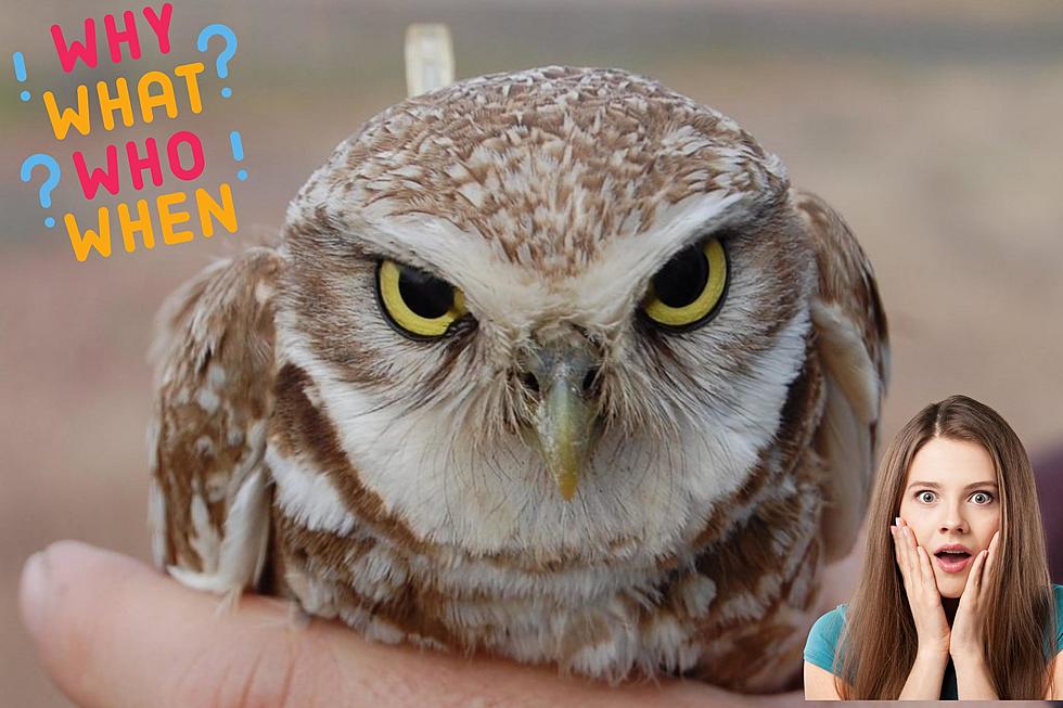 Stunning Burrowing Owls Make Surprising Return at Camp Umatilla!