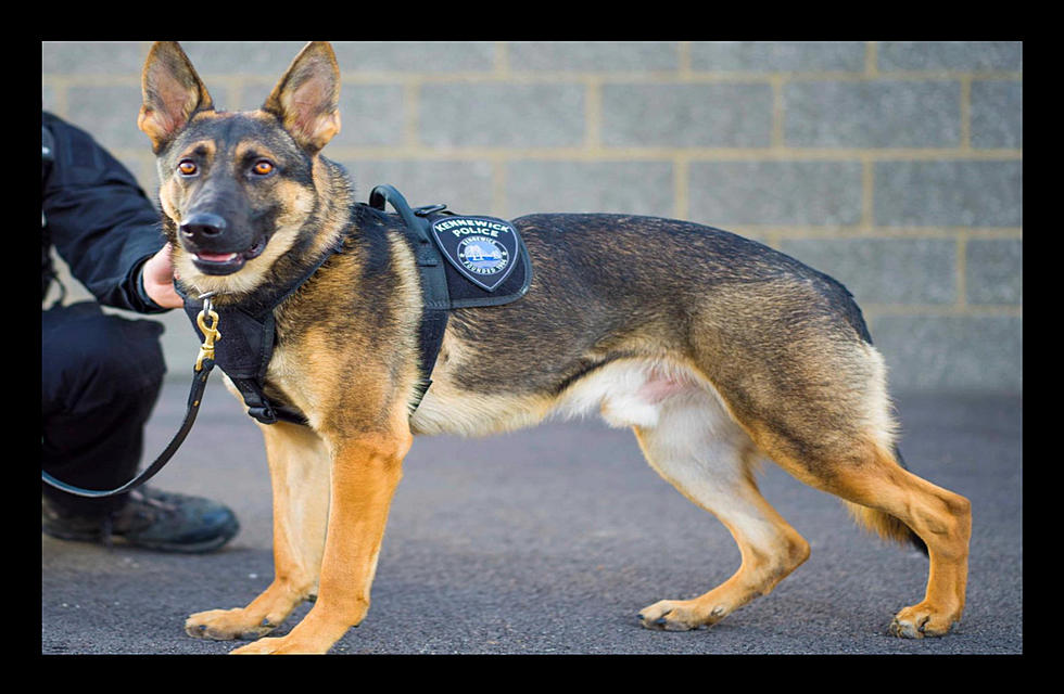 K9 Ivan Persuades "WANTED"- Unwanted Guest to Exit Mesa Home