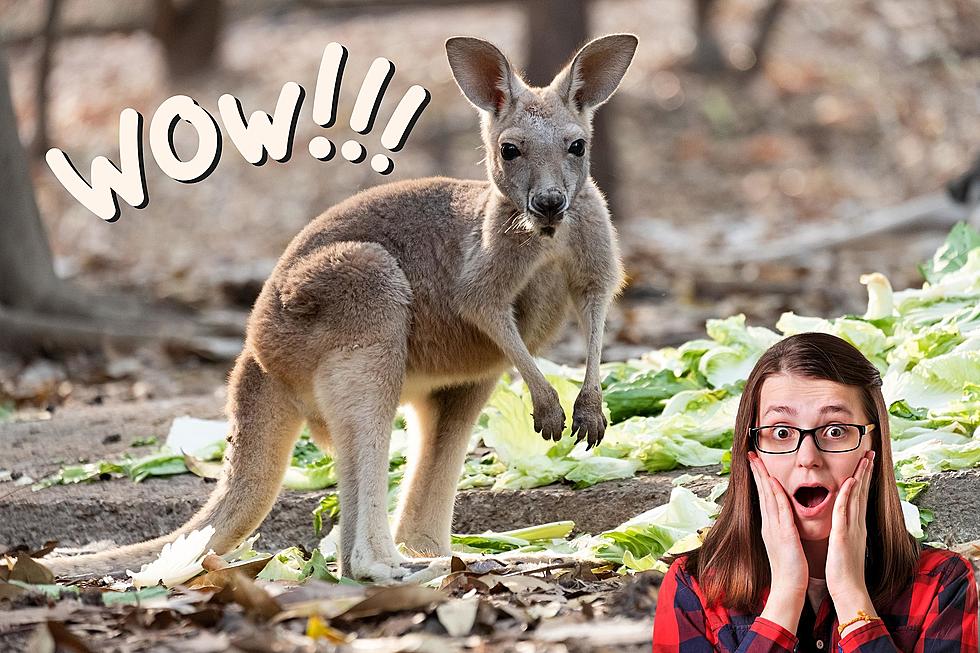 Did You Know There's a Kangaroo Farm in WA? It's in Arlington...