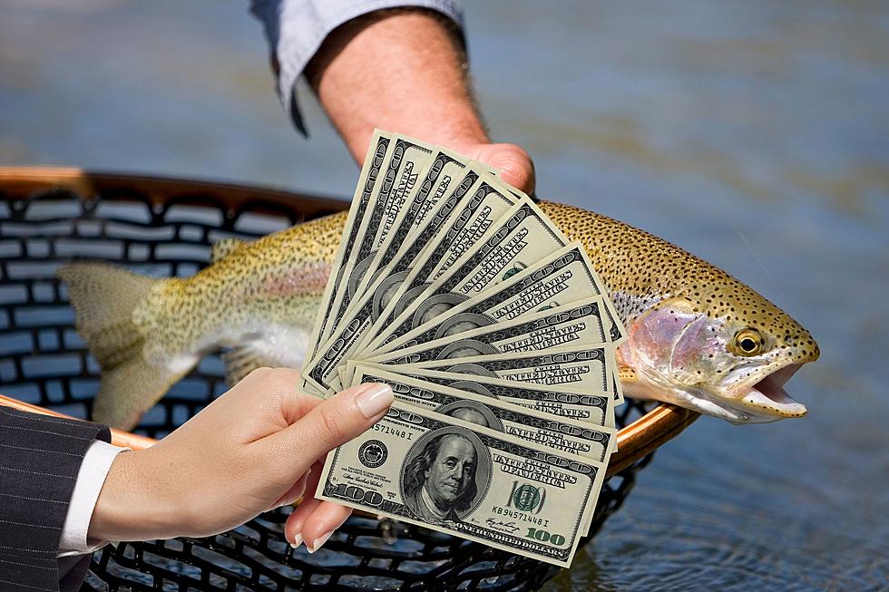 Catch a Tagged Trout in Washington State And Share in $37,000 Of Prizes