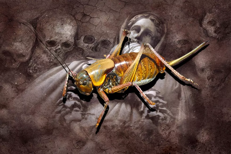 Cannibal Bugs Leave Oregon in Terror, Is Washington Next?