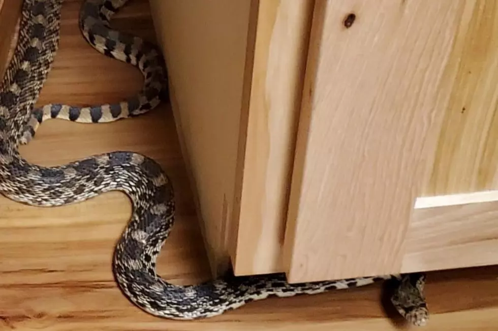 What Would YOU Do If You Found This Scary Snake in Your House?