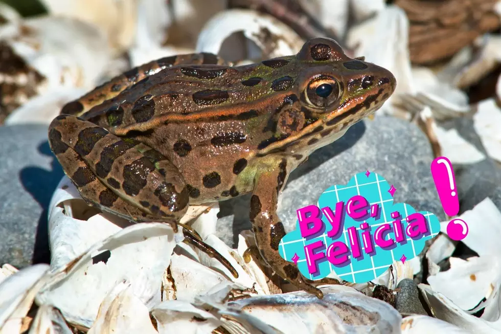 Hundreds of Rare, Endangered Frogs Given Valid Freedom in Washington