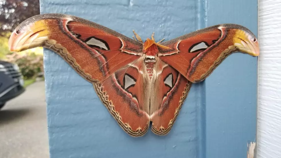 Have You Seen This Destructive Gigantic Moth in Washington State?