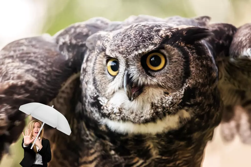Wildlife Officials Warn of Aggressive Owl at Popular Washington Park