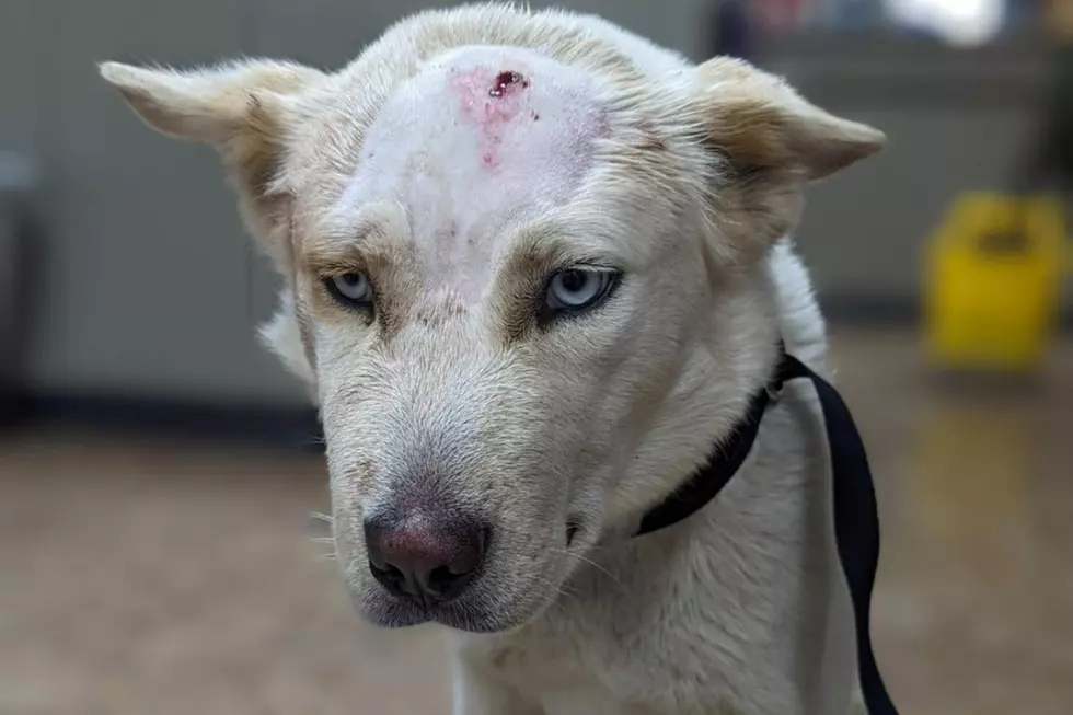 Tri-Cities Pup Shot in Head is on the Mend, How Can You Help?