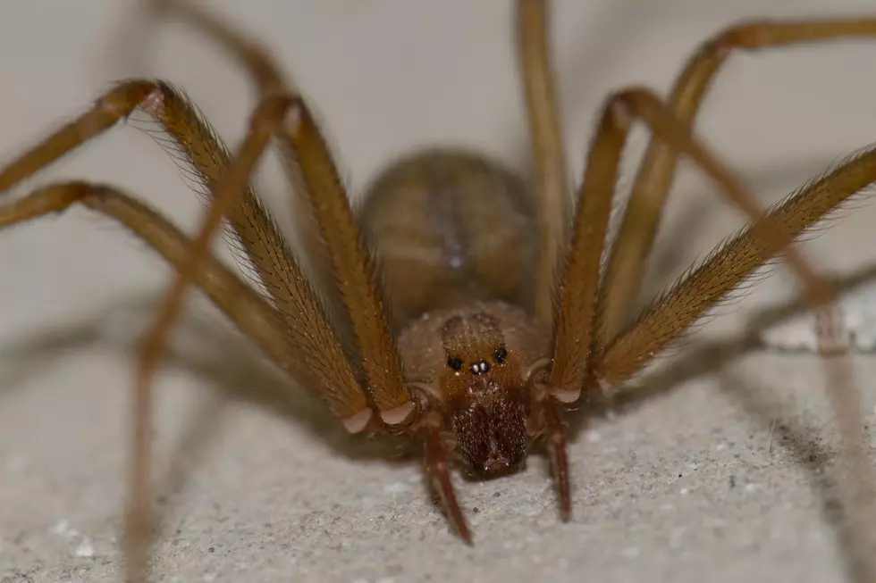 Spider Season is Here, Beware of Dangerous Spiders in Washington!