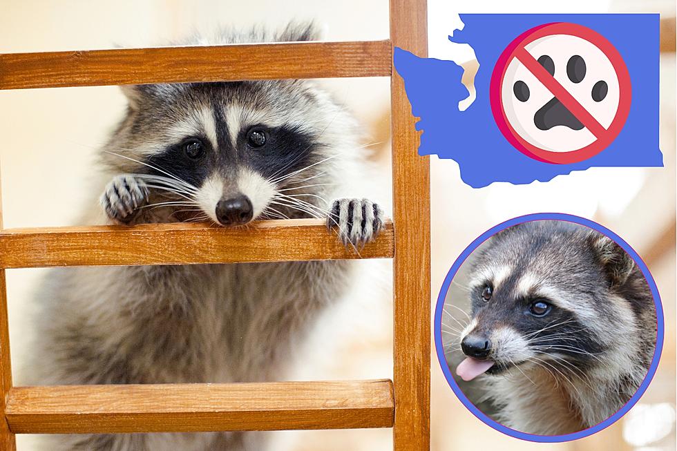 Is it Legal to Have a Pet Raccoon in Washington State?