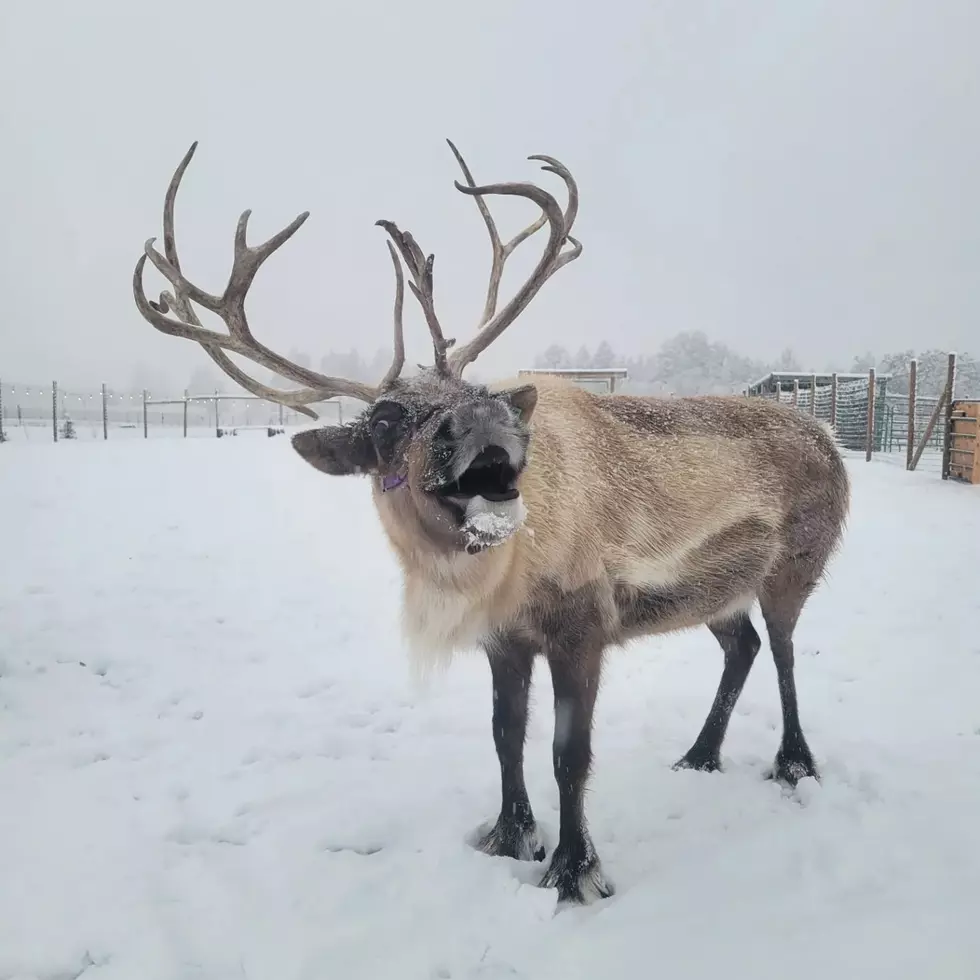 Goldendale WA Reindeer Joyfully Tries To Fly in Viral Video