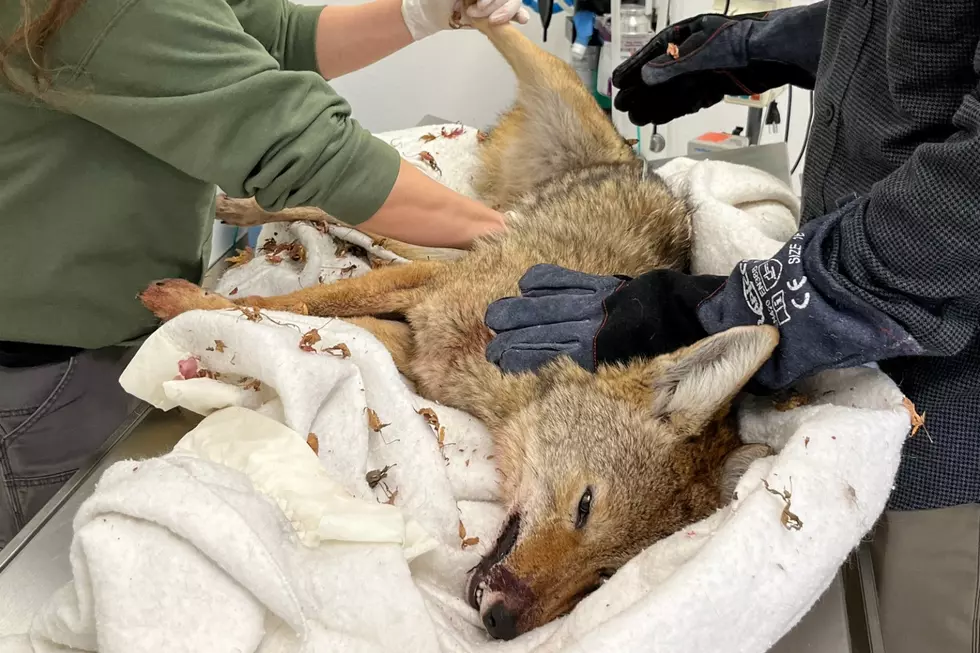 Wayward Coyote Wanders Into WA Hospital, Receives Care & Released