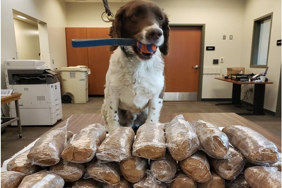 OSP K9 Sniffs Out 38 pounds of Drugs During Traffic Stop