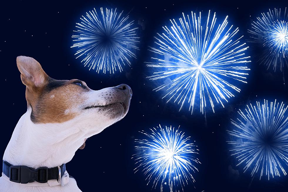 5 Tips to Keep Your Pets Safe During LOUD Fireworks in WA