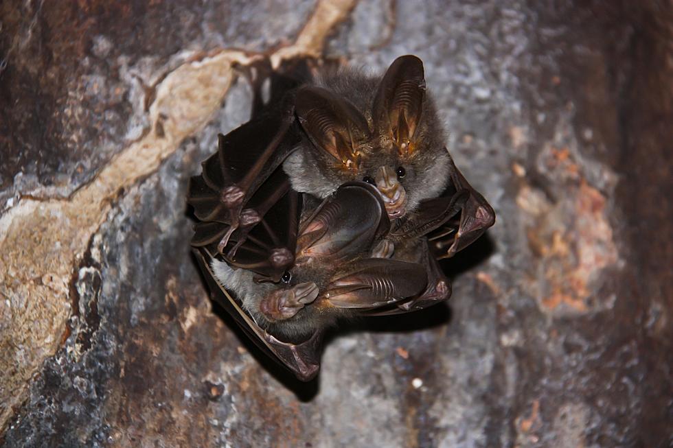 Rabid Bat Found in Walla Walla County, How to Protect Yourself