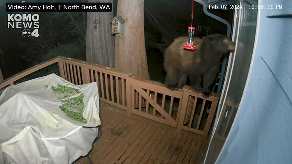 Scary: Watch Bear's Bold Invasion of Washington Home  [VIDEO]
