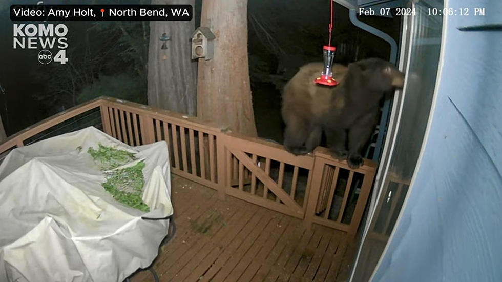 Scary Stuff: Watch Bear&#8217;s Bold Invasion of Washington Home [VIDEO]