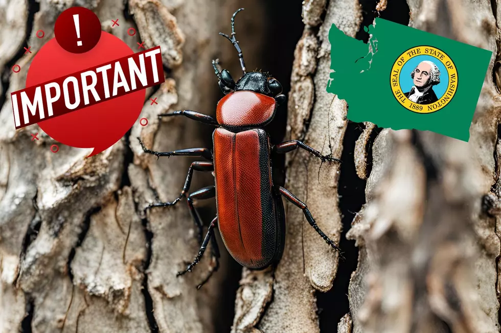 The Threat of Tree Bark-Killing Beetles in Washington State