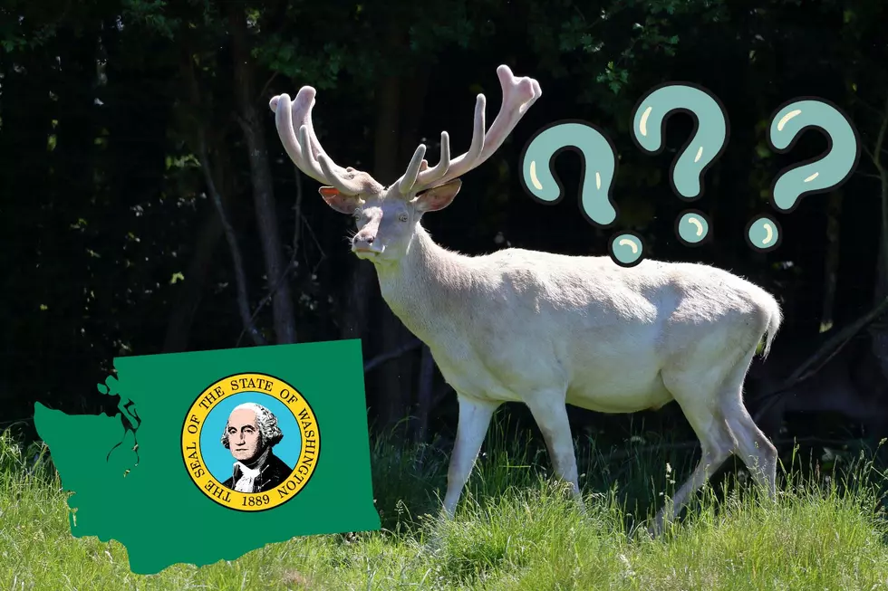 Is It Illegal To Hunt for Albino Deer/Elk in Washington State?