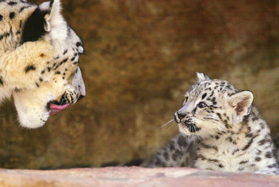 Your Dad Is A Wimp! Things You Don’t See Every Day at the Zoo [VIDEO]