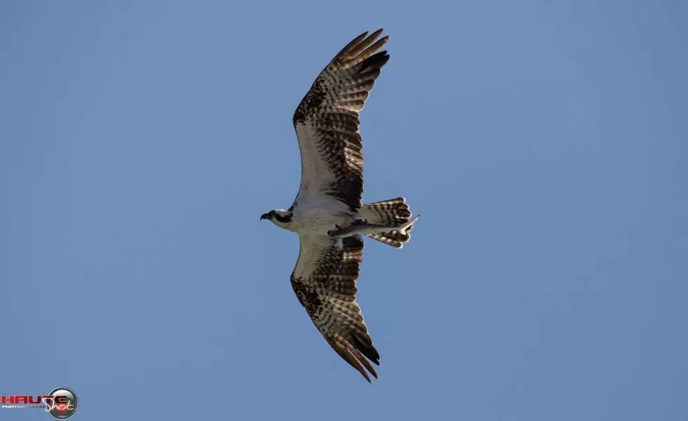 And Now See an Osprey Carrying a Shark That&#8217;s Carrying a Fish