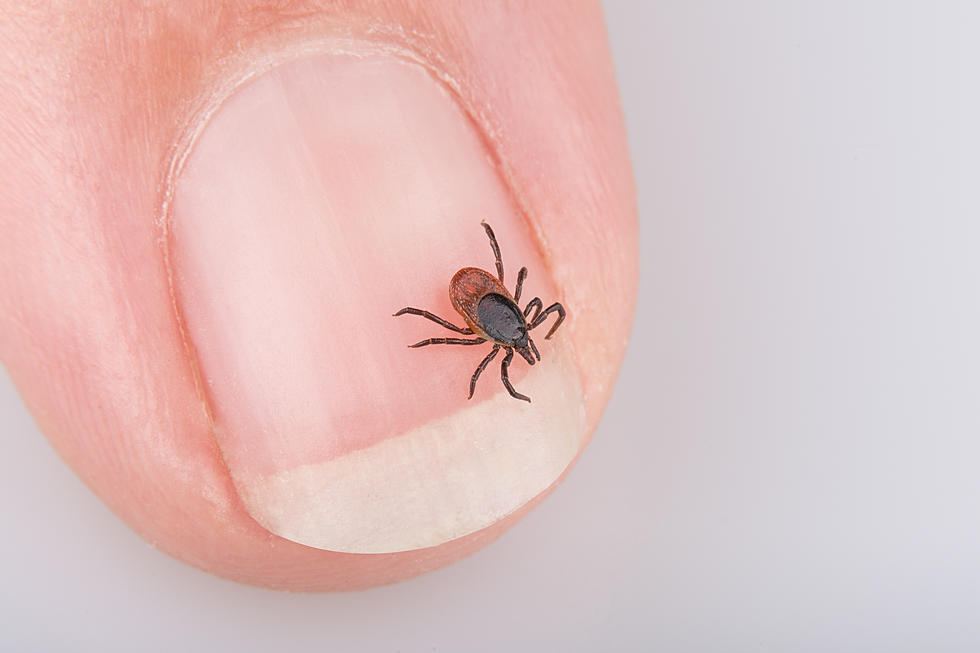 How to Stop Ticks From Biting Your Kids & Pets