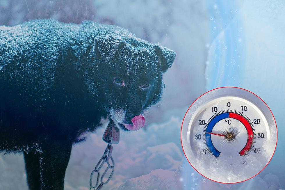 Expert Tips: Protect Your Pets In Washington&#8217;s Cold Weather