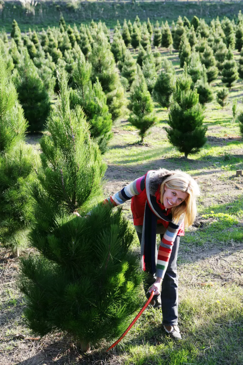 Tri-Cities Family Christmas Tree Spread Opening With 1000 Trees