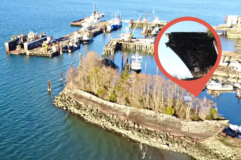 Trees Sprout Out of Ghost Ship’s Hull in Anacortes, Washington