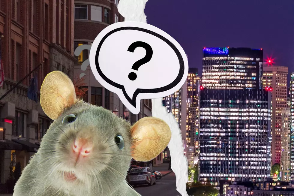 2 Cities Leading U.S. Rat Infestation Are Hours From Tri-Cities