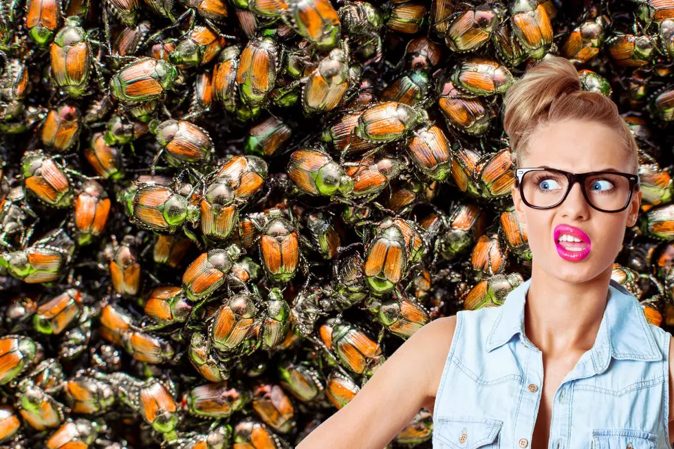Washington State Invaded by New Revolting Bugs