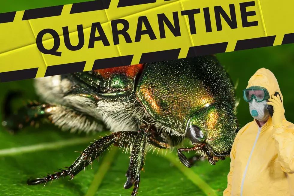 49 Mile Quarantine Ordered Around Grandview For Beetle Infection
