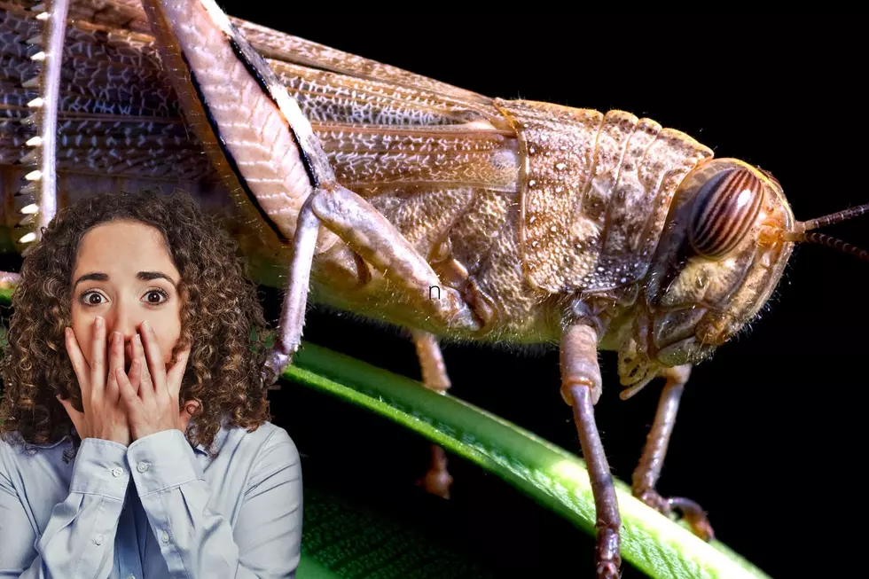 BREAKING: WSDA Warns Watch For Plague Causing Egyptian Insect