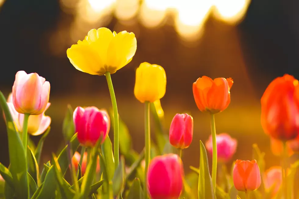 Washington Tulip Farm to Sell Flowers in Honor of Idaho Murder Victim