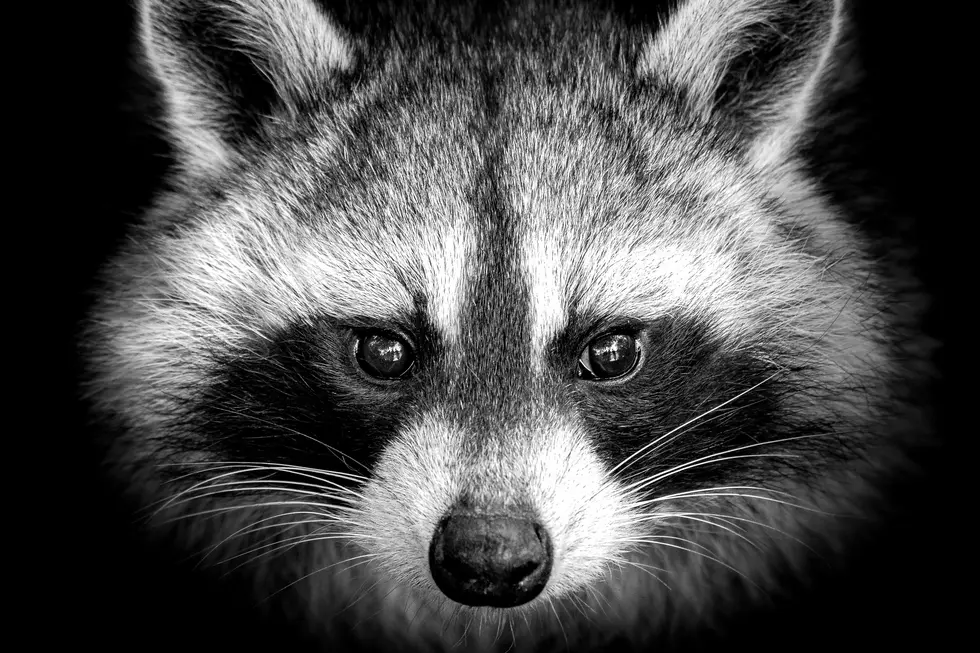 Is It Legal to Keep a Raccoon as a Pet in Washington?