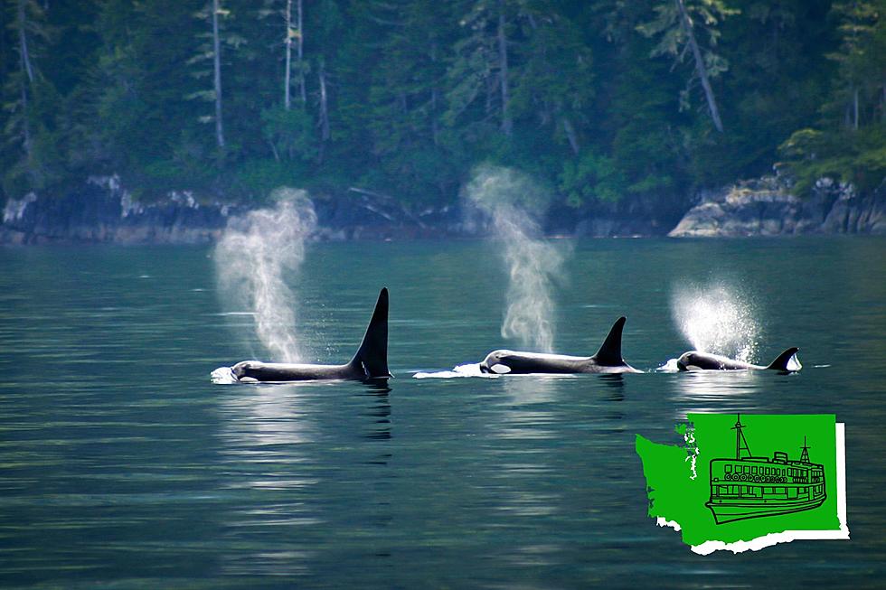 [VIDEO] See 3 Orca Pod with New Baby Spotted Off the Washington Coast