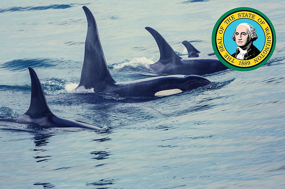 If You See Orcas Off Washingtons Coast, Stay This Far Away!