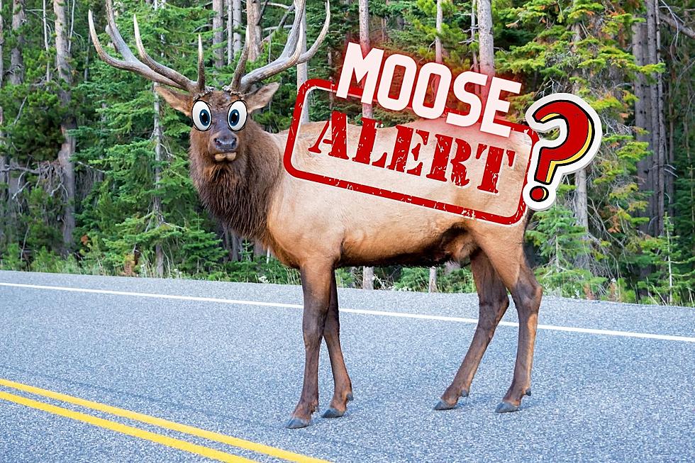 WSDOT Confuses Elk for Moose in Warning: Instantly Roasted Online