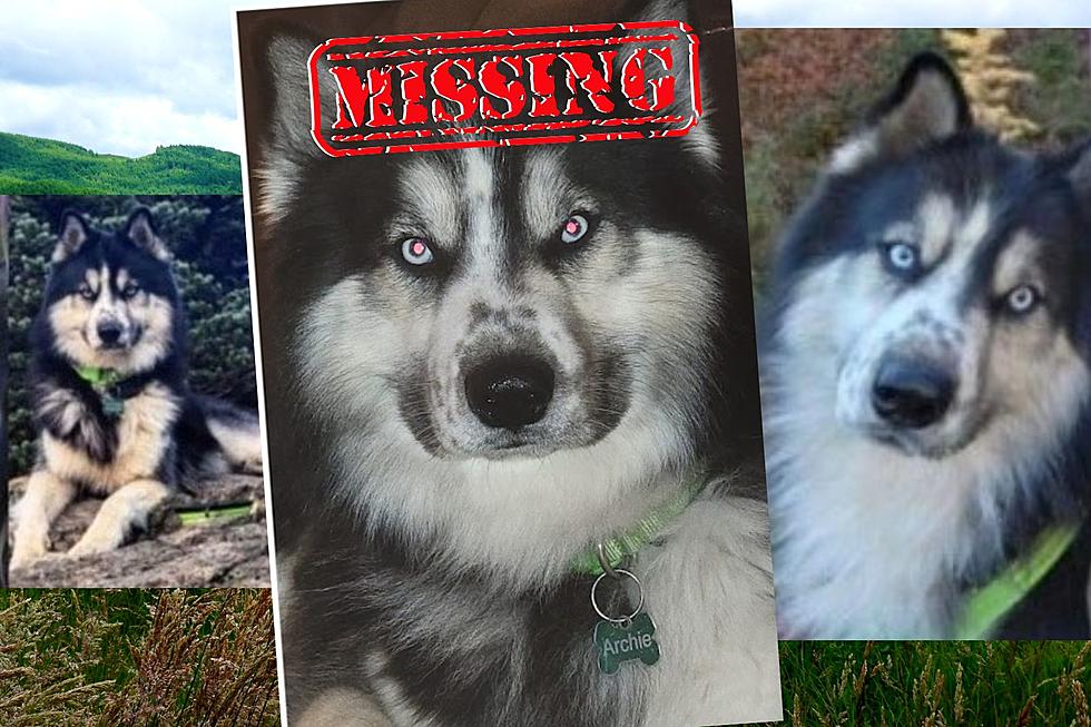Hope Remains for Family Husky Lost Near Snoqualmie Since June