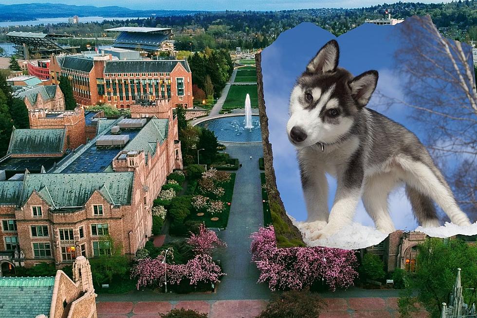 University of Washington Mascot Debate: Should It NOT be a Husky?