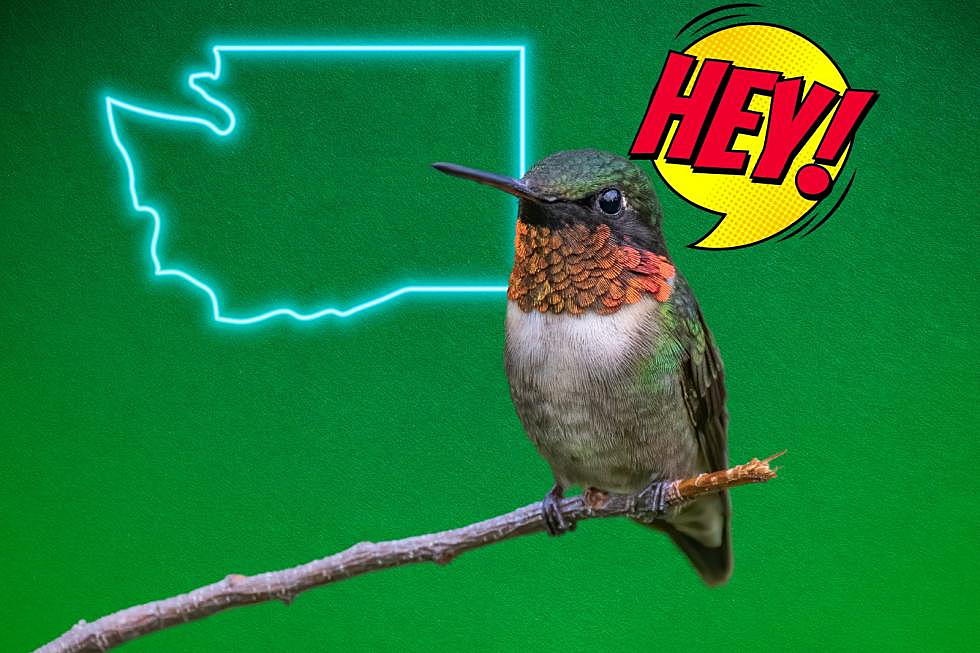 Open Letter from Hummingbirds to the People of Washington State