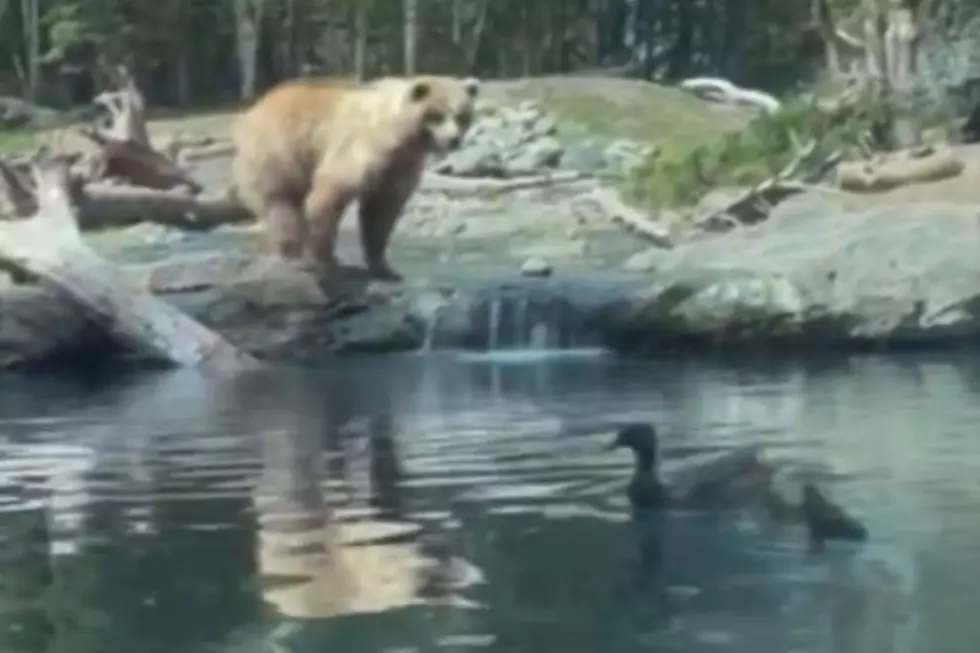 Seattle Zoo Bear Terrifies Kids Eating Baby Ducklings in Exhibit