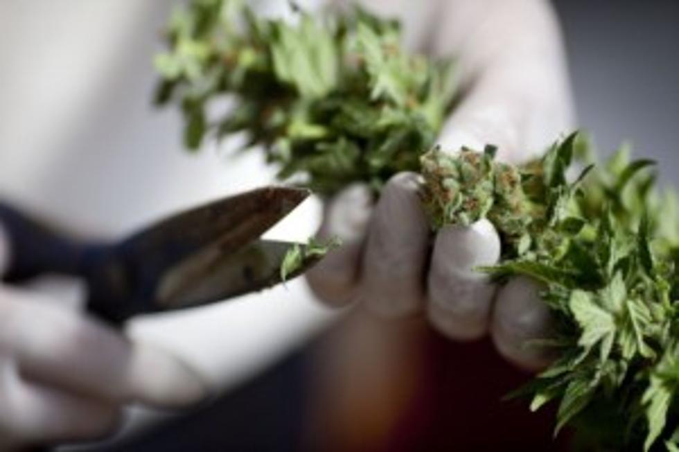 Biggest Marijuana Bust in Eastern WA-At Least 1.2 Million Bucks