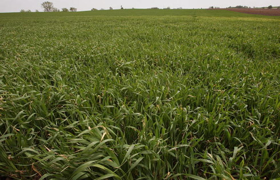 Illegal Genetically-Engineered Wheat Found on Eastern Oregon Farm