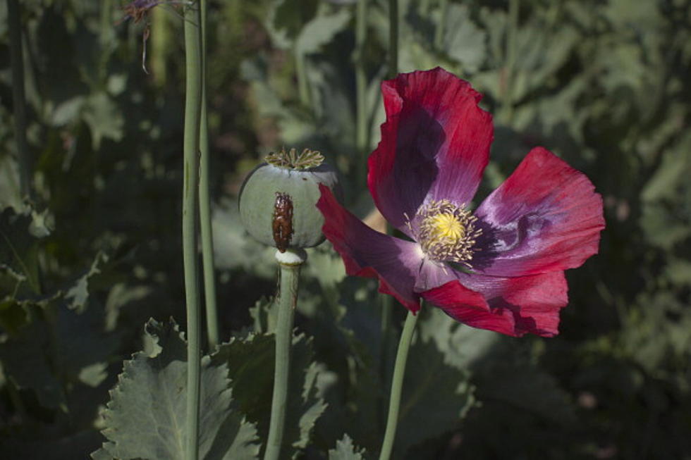 Drug Agents + Local Police Searching Franklin County Poppies Farm