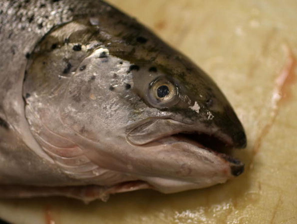 State Spending $220 million to Prevent Extinction of Salmon — Recent Reports Reveal 10-Year High