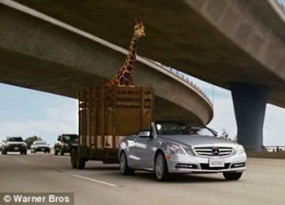 Real Giraffe Dies After Hitting Head on Overpass &#8212; Just Like &#8216;Hangover 3&#8242;