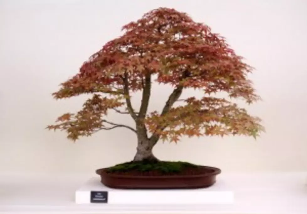 Weird! Thief Steals Rare Bonsai Tree from Seattle Museum