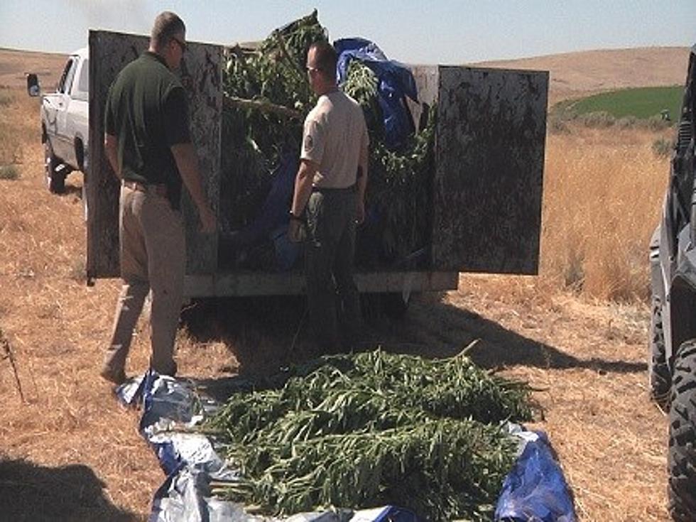 Illegal Pot Farm Uprooted in Southern Benton County